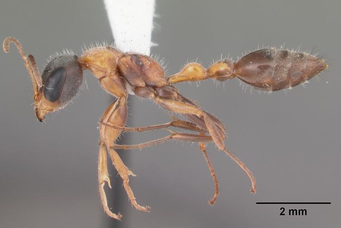 Pseudomyrmex gracilis